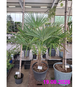 Trachycarpus fortunei C 30 L